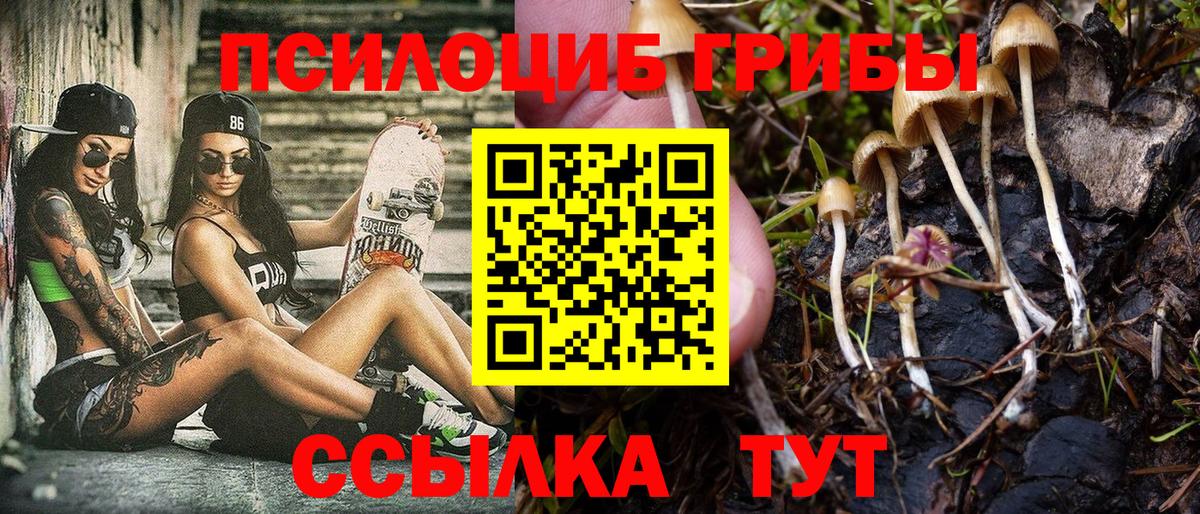 где продают   Вход с VPN  Камышлов  Галлюциногенные грибы Psilocybe 